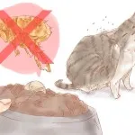 7 Ways, hogy milyen gyorsan elválasztott gyerek macska karcolás a bútorok egyszer és mindenkorra
