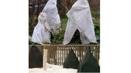 Sárgabarack (fotó) ellátás és ültetés, hogyan kell kiválasztani az anyagot ültetés (diétás) Sárgabarack (fotó) ellátás és ültetés, hogyan kell kiválasztani az anyagot az ültetés