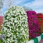 Какво правите в леглото цвете в двора на къща или вила