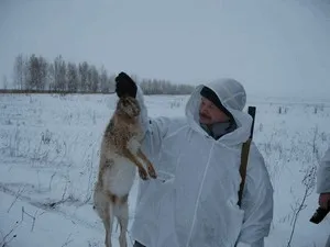 Как да ловува заек