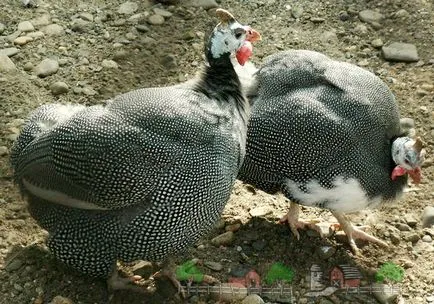 Как да се разграничи от мъжки женски токачки секс съвети и видео как да се направи разграничение птици (мъжки) Как да се разграничи от мъжки женски токачки секс съвети и видео как да се направи разграничение птици
