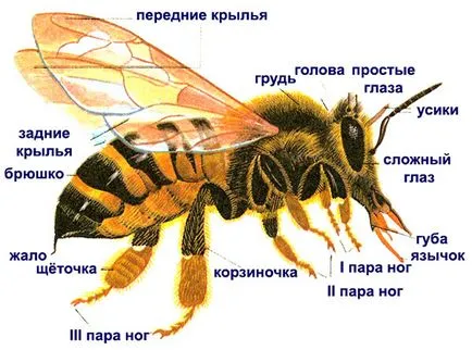 Как пчелите правят мед, време на събиране на меда като мед, събран от пчелите, видео