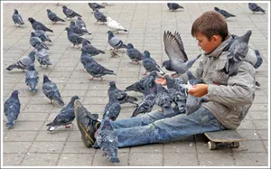 Как да хванеш гълъб ръце как да се направи капан за хващане на гълъби