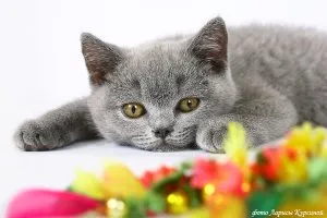 Откъде знаеш, че котката ви обича, котешки асистент