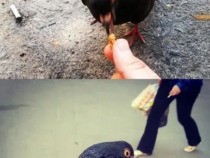 Как да хванеш гълъб ръце как да се направи капан за хващане на гълъби
