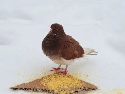 Как да хванеш гълъб ръце как да се направи капан за хващане на гълъби