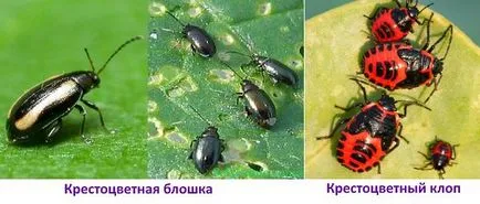 Как да расте китайско зеле в открито поле, оранжерията