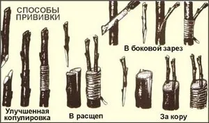 Как да се засадят в дома и градината розите през пролетта и есента (как да засадят рози пролет есен ствол дива роза у дома) Как да се засадят рози през пролетта и есента в дома и градината