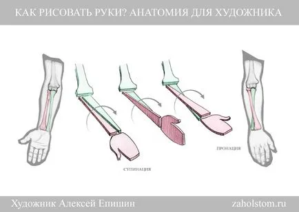 Как да се направи ръцете анатомия за художници
