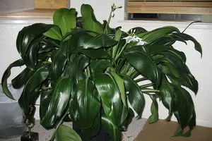 Amazon liliom fotó jellemzői a termesztés, az otthoni, miért nem virágzik hálószoba liliom (liliom) Amazon liliom fotó jellemzői a termesztés, ápolási otthon, miért ne Lily virágzik szobában