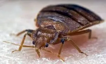 Allergiás a csípése poloska és következményei gyógyszerek (otthon nevelt bogarak) Allergiás a csípése poloska és következményei gyógyszerek