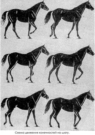 Jármódok lovak gaits lovak lépéssel amble trot canter ugrás reakciómentes referencia fázis mozgás (ugrás) Lovak lépést, gaits lovak baktat trot canter léptekkel ugrás, támogató támogatott mozgás fázisban