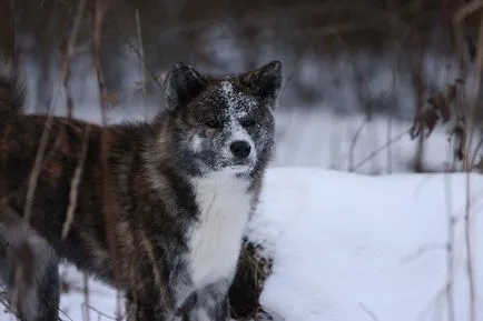 Akita Inu, hűséges Hachiko