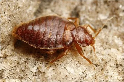 Allergiás a csípésével poloska okok, tünetek, kezelés (poloskák) Allergiás a csípésével poloska okok, tünetek, kezelés