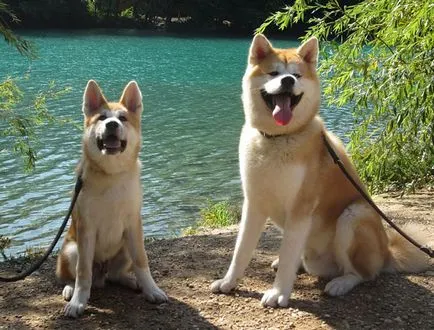 Akita Inu kutya fotó, ár, fajta leírás, képességgel, video - én watchdog