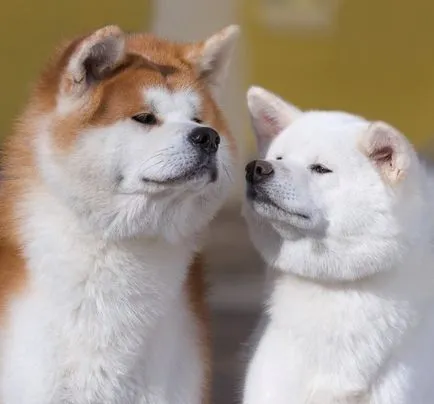 Akita Inu kutya fotó, ár, fajta leírás, képességgel, video - én watchdog