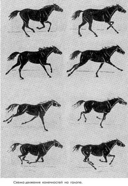 Jármódok lovak gaits lovak lépéssel amble trot canter ugrás reakciómentes fázisú referencia-mozgásvektor (lovak) Lovak lépést, gaits lovak baktat trot canter léptekkel ugrás, támogató támogatott mozgás fázisban