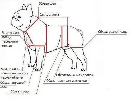 Как да се правят измервания за костюм с куче
