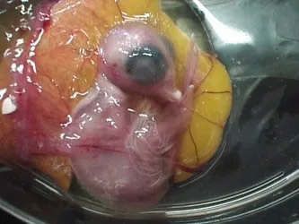 Тъй като птиче развива в яйцето