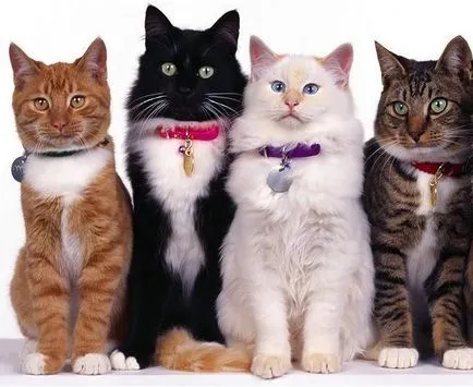 Как да участват в изложба на котки