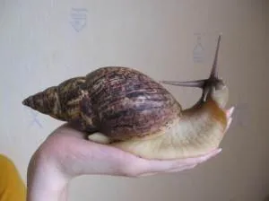 Как да се грижим за Achatina охлюви, които ядат и къде да имат - живота ми