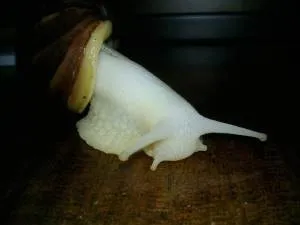 Как да се грижим за Achatina охлюви, които ядат и къде да имат - живота ми