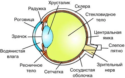 Как човешкото тяло за деца онлайн енциклопедия 