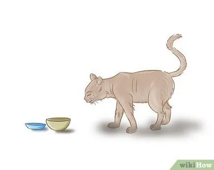 Как да се грижим за слепи котка (котка) Как да се грижим за слепи котка