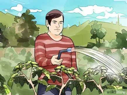 Как да се отглеждат зеленчуци