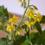 Зеле отглеждане на разсад