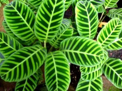 Calathea цвете грижи у дома прехвърляне и размножаване
