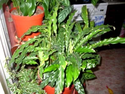 Calathea цвете грижи у дома прехвърляне и размножаване