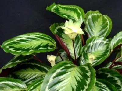 Calathea цвете грижи у дома прехвърляне и размножаване