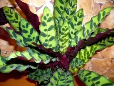 Calathea цвете грижи у дома прехвърляне и размножаване