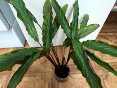 Calathea цвете грижи у дома прехвърляне и размножаване