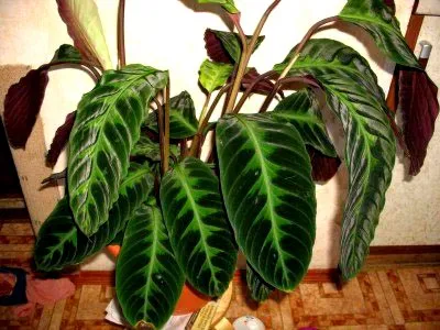 Calathea цвете грижи у дома прехвърляне и размножаване