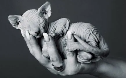 Sphynx описание порода, характер