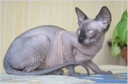 Sphynx снимки, видеоклипове, цена, характер, описание порода, цветове (цена) Канадската Sphynx снимка, видеоклип, цена, характер, описание порода, цветове