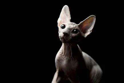 Sphynx описание порода, характер