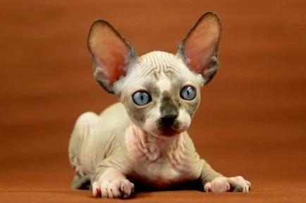 Sphynx описание порода, характер