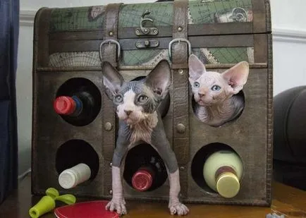 Sphynx котка снимки, цена, описание порода, характер, видео, детски ясли - murkote за котки и