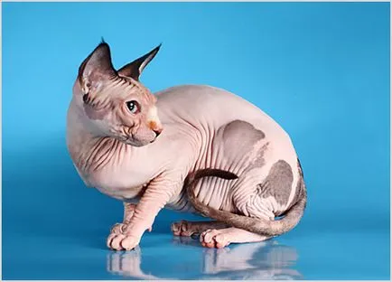Sphynx снимки, видеоклипове, цена, характер, описание порода, цветове (цена) Канадската Sphynx снимка, видеоклип, цена, характер, описание порода, цветове