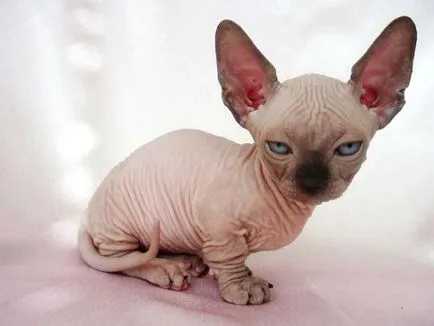 Sphynx описание порода, характер