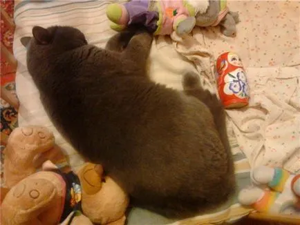 Овесена каша за котки