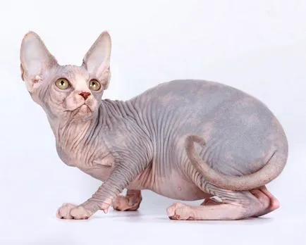 Sphynx котка снимки, цена, описание порода, характер, видео, детски ясли - murkote за котки и