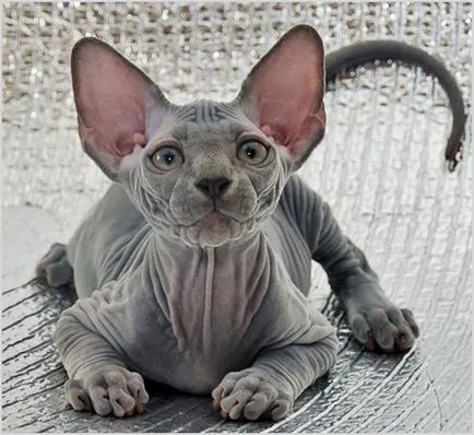 Sphynx снимки, видеоклипове, цена, характер, описание порода, цветове (цена) Канадската Sphynx снимка, видеоклип, цена, характер, описание порода, цветове