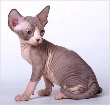 Sphynx снимки, видеоклипове, цена, характер, описание порода, цветове (цена) Канадската Sphynx снимка, видеоклип, цена, характер, описание порода, цветове