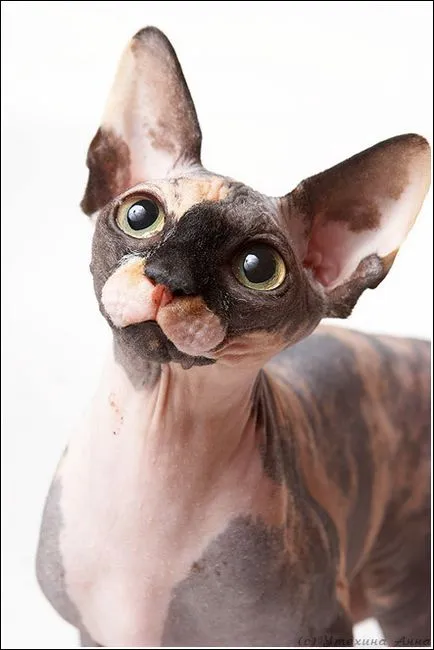 Sphynx - поддръжка и грижи, yovo4ka
