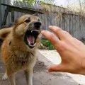 Какво мечта да убие куче в съня си - тълкуване на сън в съня си, за да убие куче