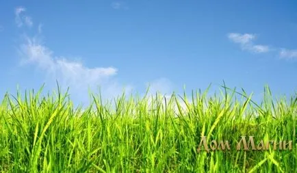 Какво сънува трева зелена, високо, наклонени (зелен) Какво сънува трева зелена, високо, наклонени